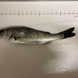 セイゴ（マルスズキ）