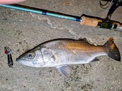 セイゴ（ヒラスズキ）の釣果