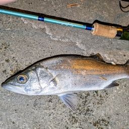 セイゴ（ヒラスズキ）