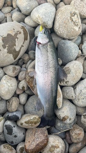 北方川釣り体験場マス釣り場