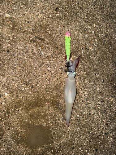 ヤリイカの釣果