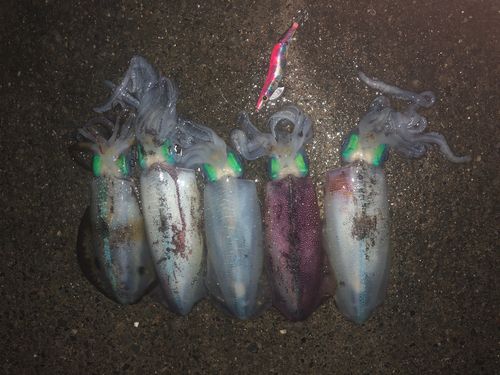 アオリイカの釣果