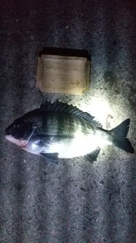 碧南海釣り公園