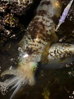 アオリイカの釣果