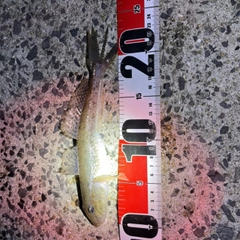 マハゼの釣果
