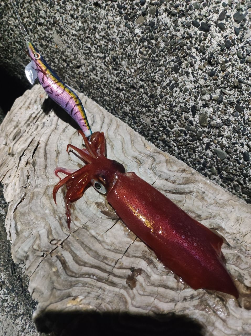 ダイワ 22 エギング X 86M 新品未使用品　 アオリイカ エギングロッド DAIWA（ダイワ） '22 EGING X(エギング X) 86M (エギングロッド