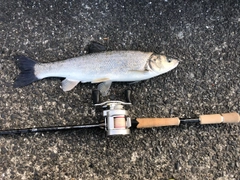 ウグイの釣果