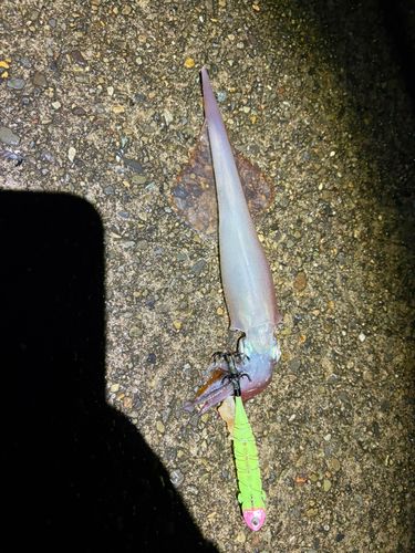 ヤリイカの釣果