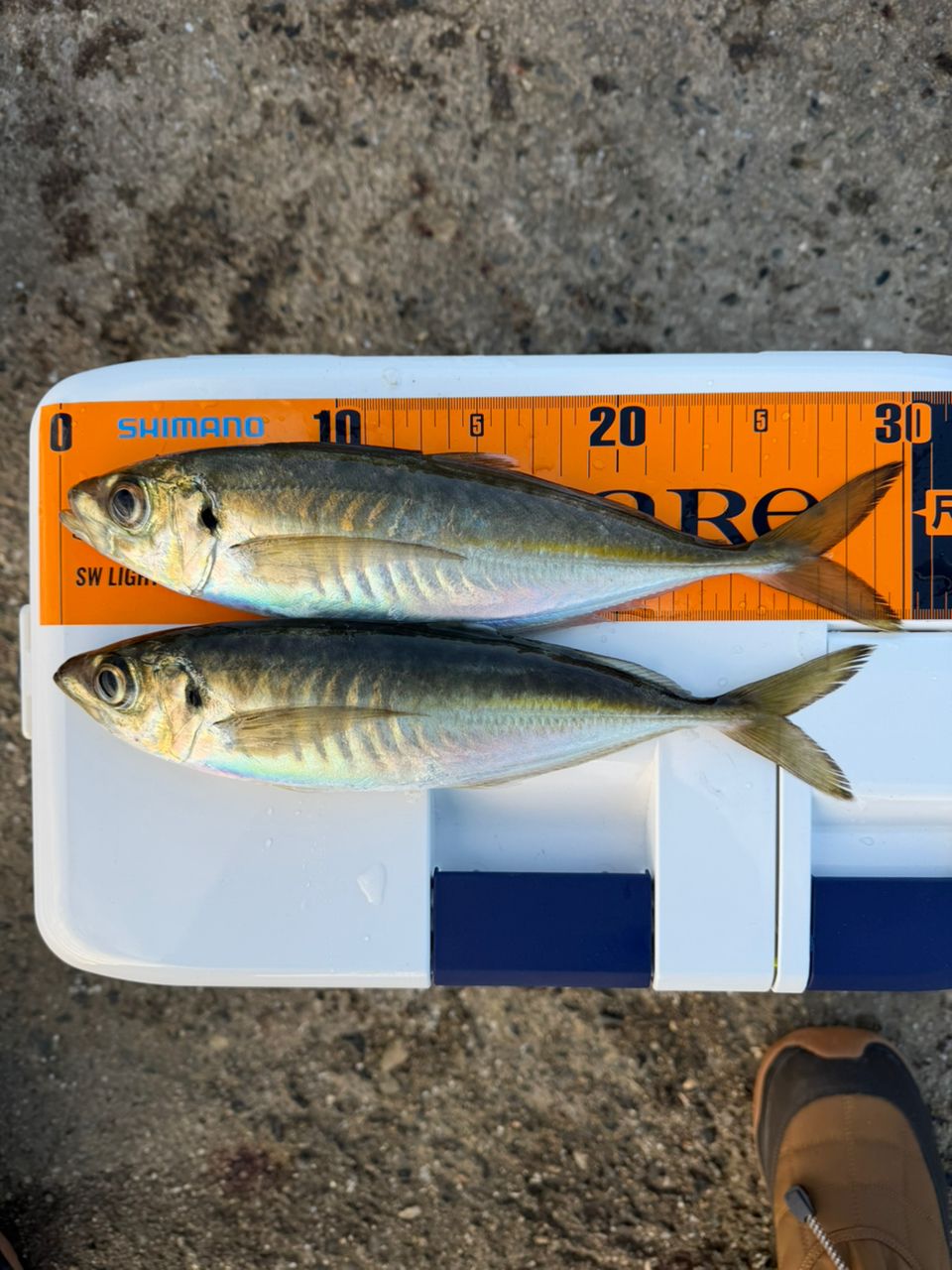 Gamakatsu ラグゼ 宵姫 華 弍 S57UL-solidの最安値・インプレ・釣果