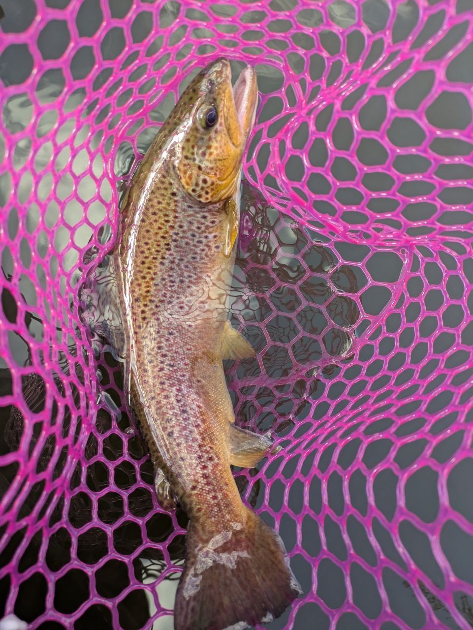 ブラウントラウト