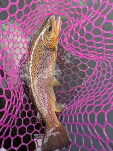 ブラウントラウトの釣果