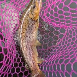 ブラウントラウト