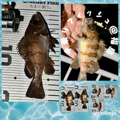 メバルの釣果