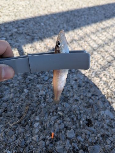 シロギスの釣果