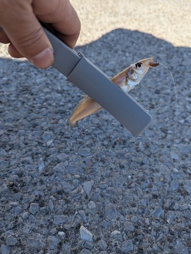 シロギスの釣果