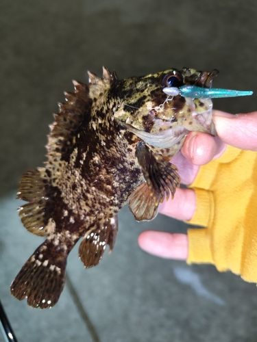 ムラソイの釣果