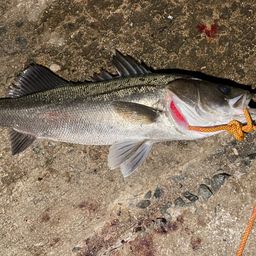 セイゴ（マルスズキ）