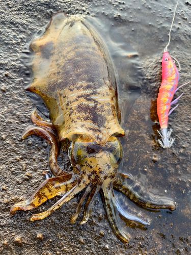 アオリイカの釣果