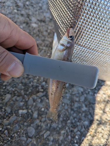 シロギスの釣果