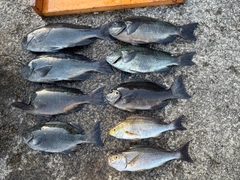 クチブトグレの釣果