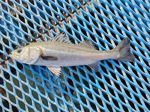 オリジナルメーカー海釣り公園