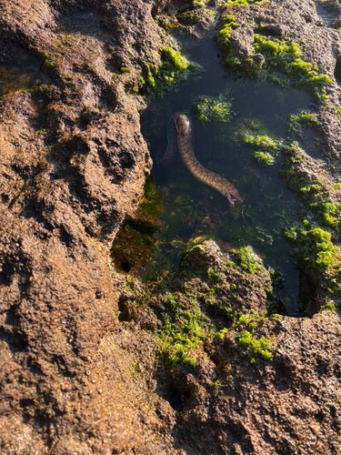 三ツ石（真鶴）