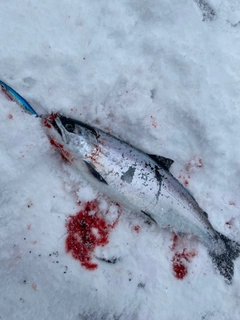 サクラマスの釣果