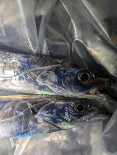 タチウオの釣果