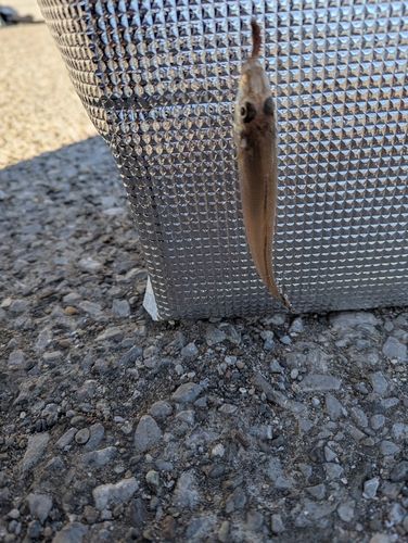 シロギスの釣果