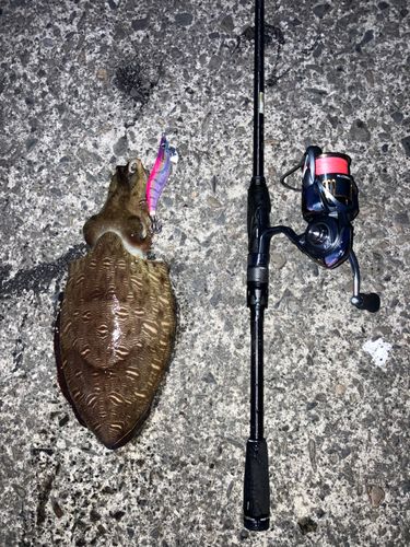 コウイカの釣果