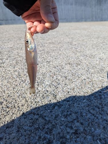 シロギスの釣果