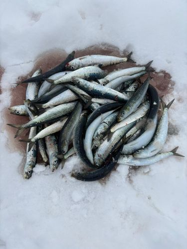 イワシの釣果