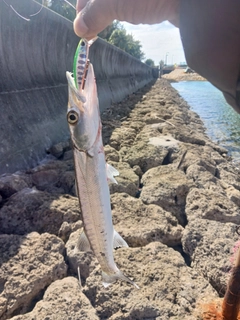 オニカマスの釣果