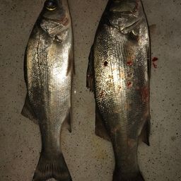 セイゴ（マルスズキ）