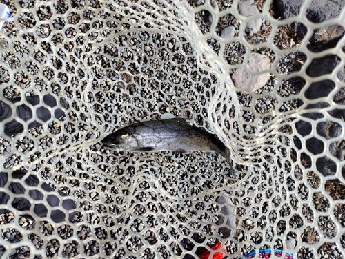 川場キングダムフィッシング