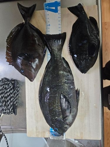 三ツ石（真鶴）