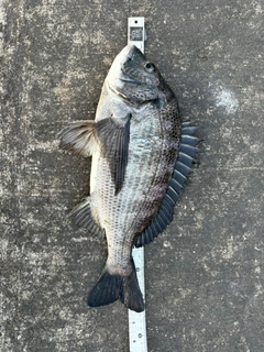 クロダイの釣果