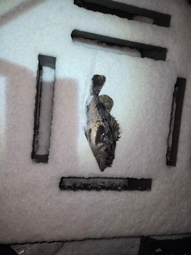 クロソイの釣果