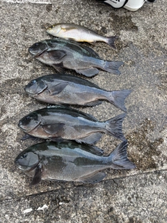 クチブトグレの釣果