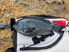 クチブトグレの釣果