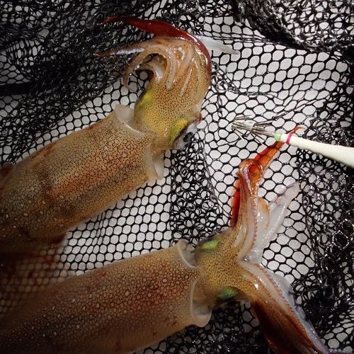 ヤリイカの釣果