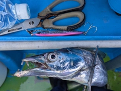 タチウオの釣果