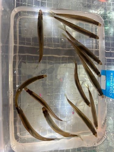 ワカサギの釣果