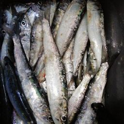 イワシ