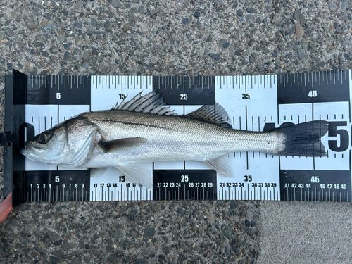 若洲海浜公園海釣り施設