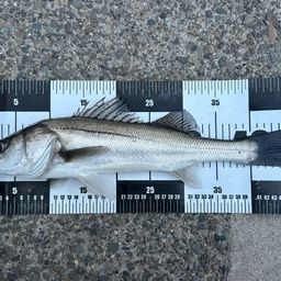 フッコ（マルスズキ）