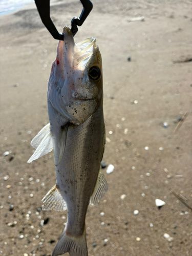 セイゴ（マルスズキ）の釣果