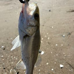 セイゴ（マルスズキ）