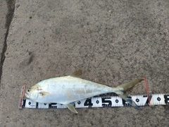 イケカツオの釣果