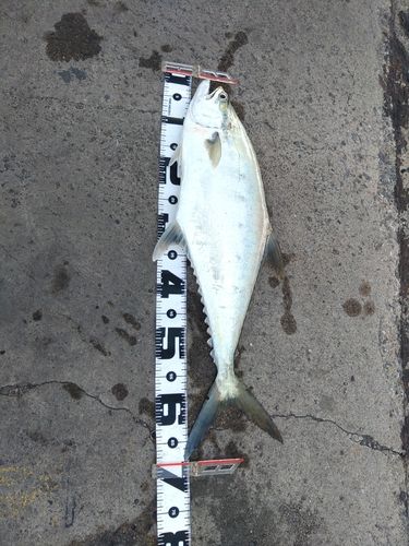 イケカツオの釣果